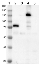 mNeonGreen/ Fluorescent Protein Antibody in Western Blot (WB)