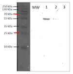 Cat2/Catalase-2 Polyclonal Antibody