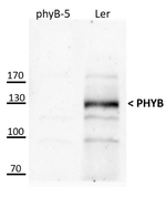 PhyB/Phytochrome B (dicots) Polyclonal Antibody