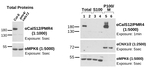 CALS12/PMR4/Callose synthase 12 Polyclonal Antibody