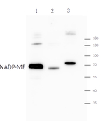 NADP-ME/NADP-malic enzyme, chloroplastic (dicots/monocots) Antibody in Western Blot (WB)