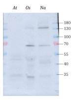 NADP-ME/NADP-malic enzyme, chloroplastic (dicots/monocots) Polyclonal Antibody
