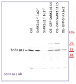 SnRK1alpha1/SNF1-related protein kinase catalytic subunit alpha KIN10 Polyclonal Antibody