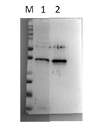 LEA6/Late embryogenesis abundant protein 6 Polyclonal Antibody