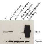 Rnr1/Ribonucleoside-diphosphate reductase large subunit Polyclonal Antibody