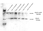 PDLP1/Plasmodesmata-located protein 1 Antibody in Western Blot (WB)