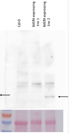BAR/Phosphinothricin N-acetyltransferase Polyclonal Antibody
