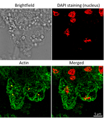 ACT/Actin Antibody in Immunocytochemistry (ICC/IF)