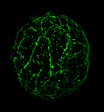 ACT/Actin Antibody in Immunocytochemistry (ICC/IF)