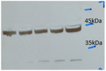 ACT/Actin Antibody in Western Blot (WB)
