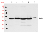 ACT/Actin Antibody in Western Blot (WB)