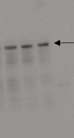 ASY1/Asynapsis 1 Antibody in Western Blot (WB)