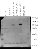 TOC1-P/TIMING OF CAB EXPRESSION 1 Arabidopsis clock gene, phosphorylated Polyclonal Antibody