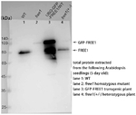 FREE1/Protein FREE1 Antibody in Western Blot (WB)