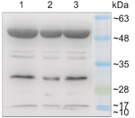 PetD/Cytochrome b6-f complex subunit 4 Antibody in Western Blot (WB)