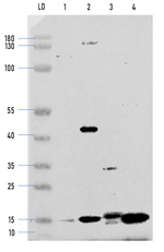 PetD/Cytochrome b6-f complex subunit 4 Antibody in Western Blot (WB)