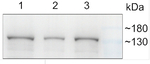 CHLH (GUN5)/Magnesium-chelatase subunit ChlH, chloroplastic Antibody in Western Blot (WB)