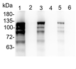 CHLH (GUN5)/Magnesium-chelatase subunit ChlH, chloroplastic Polyclonal Antibody