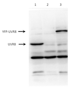 UVR8/Ultraviolet-B receptor UVR8 Antibody in Western Blot (WB)