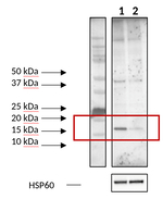 AURKAIP1/Aurora kinase A-interacting protein Polyclonal Antibody