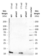 Psb27-H1/Photosystem II repair protein 27 Antibody in Western Blot (WB)