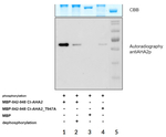 AHA2 p/ATPase 2 phosphorylated, plasma membrane-type Polyclonal Antibody