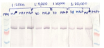 AHA2 p/ATPase 2 phosphorylated, plasma membrane-type Antibody in Western Blot (WB)