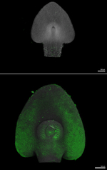 PIN1/Auxin efflux carrier component 1 (monocots) Antibody in Immunocytochemistry (ICC/IF)