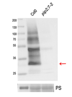 PIP2-7/Plasma membrane aquaporin Polyclonal Antibody