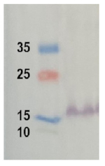 RbcS/Ribulose-1,5-bisphosphate carboxylase/oxygenase small subunit (Algal) Antibody in Western Blot (WB)