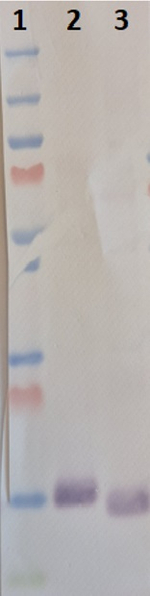 RbcS/Ribulose-1,5-bisphosphate carboxylase/oxygenase small subunit (Algal) Antibody in Western Blot (WB)