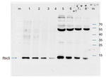 RbcS/Ribulose-1,5-bisphosphate carboxylase/oxygenase small subunit (Algal) Polyclonal Antibody