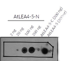 LEA4-5/Late embryogenesis abundant protein LEA4-5 Polyclonal Antibody