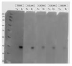 Ble tag/Bleomycin resistance protein Polyclonal Antibody