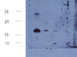 LEA6-1/Late embryogenesis abundant protein LEA6-1 Polyclonal Antibody