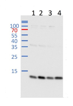 CSD1/Cu/Zn superoxide dismutase 1 (cytosolic) Antibody in Western Blot (WB)