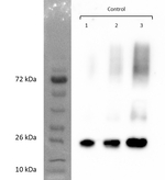 TIP1-1, TIP1-2/tonoplast intrinistic protein 1-1, 1-2 (gamma) Polyclonal Antibody