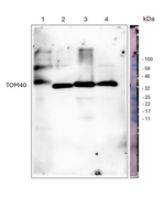 TOM40-1/2/Mitochondrial import receptor subunit TOM40-1/2 Polyclonal Antibody