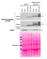 PDR8/ABC transporter G family member 36 Antibody in Western Blot (WB)
