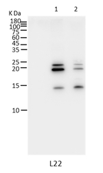 L22/50S ribosomal protein L22 (chloroplastic) Antibody in Western Blot (WB)