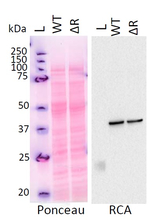 RA/Rubisco activase Antibody in Western Blot (WB)