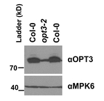 OPT3/Oligopeptide transporter 3 Polyclonal Antibody