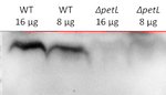 PetL/Cytochrome b6-f complex subunit 6 Polyclonal Antibody