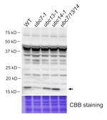 UBC7/13/14/Ubiquitin-conjugating enzyme E2 7/13/14 Antibody in Western Blot (WB)