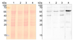 PTOX/Plastid terminal oxidase Antibody in Western Blot (WB)
