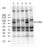 EIN3/Ethylene insensitive 3 Polyclonal Antibody