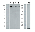 AARE/Acyloamino acid releasing enzyme Polyclonal Antibody