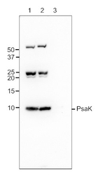 PsaK/PSI-K subunit of photosystem I Antibody in Western Blot (WB)