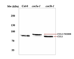CUL1/Cullin-1 Antibody in Western Blot (WB)
