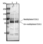 CUL1/Cullin-1 Antibody in Western Blot (WB)